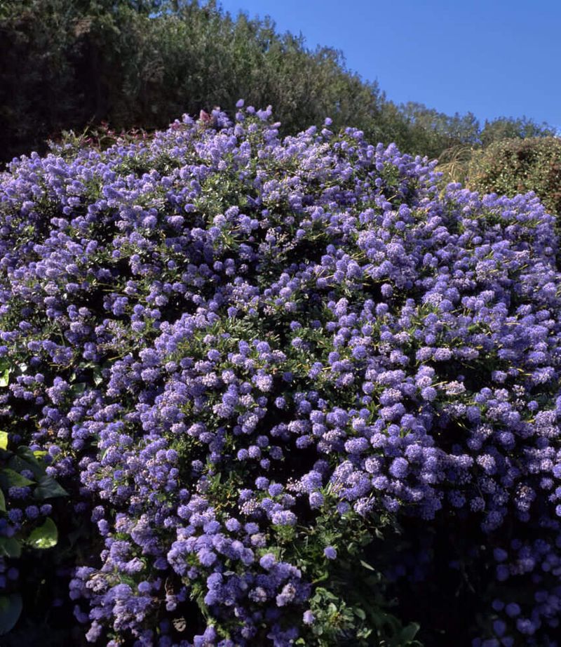 California Lilac (Ceanothus 'Yankee Point')
