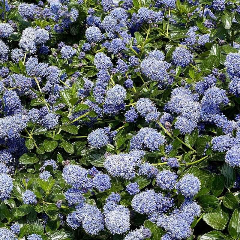 California Lilac (Ceanothus 'Yankee Point') California Lilac (Ceanothus 'Yankee Point')