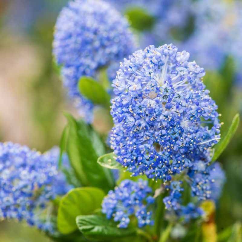 California Lilac (Ceanothus species) California Lilac (Ceanothus species)