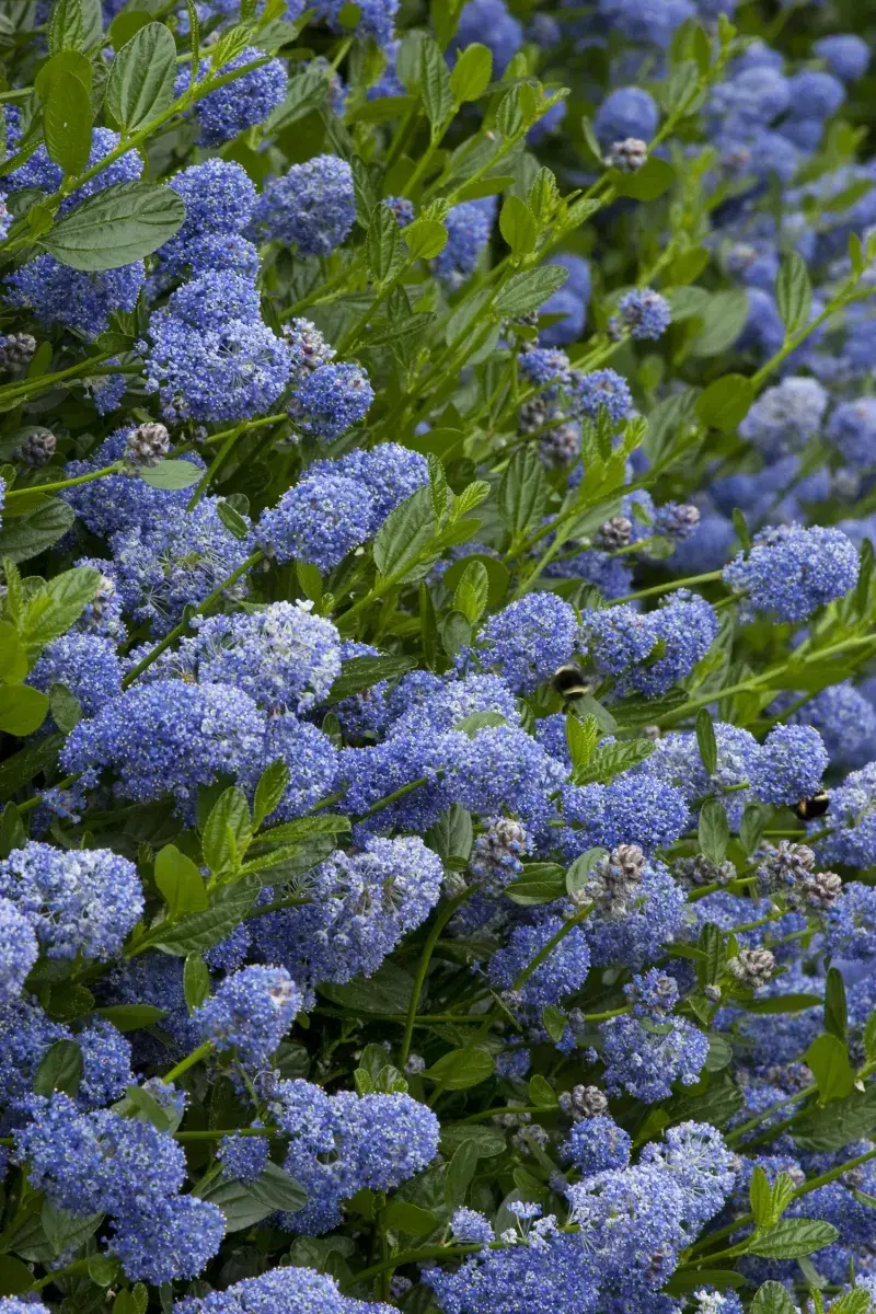 California Lilac (Ceanothus)