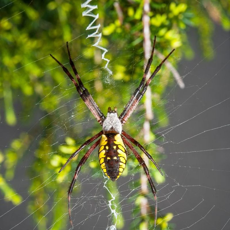 California Orb-Weavers Are Garden Allies, Not Automatic Pests