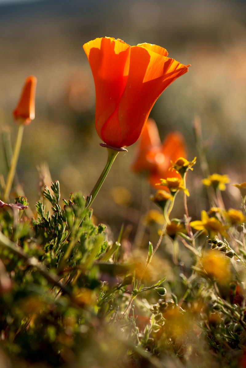 California Poppy (Eschscholzia californica)