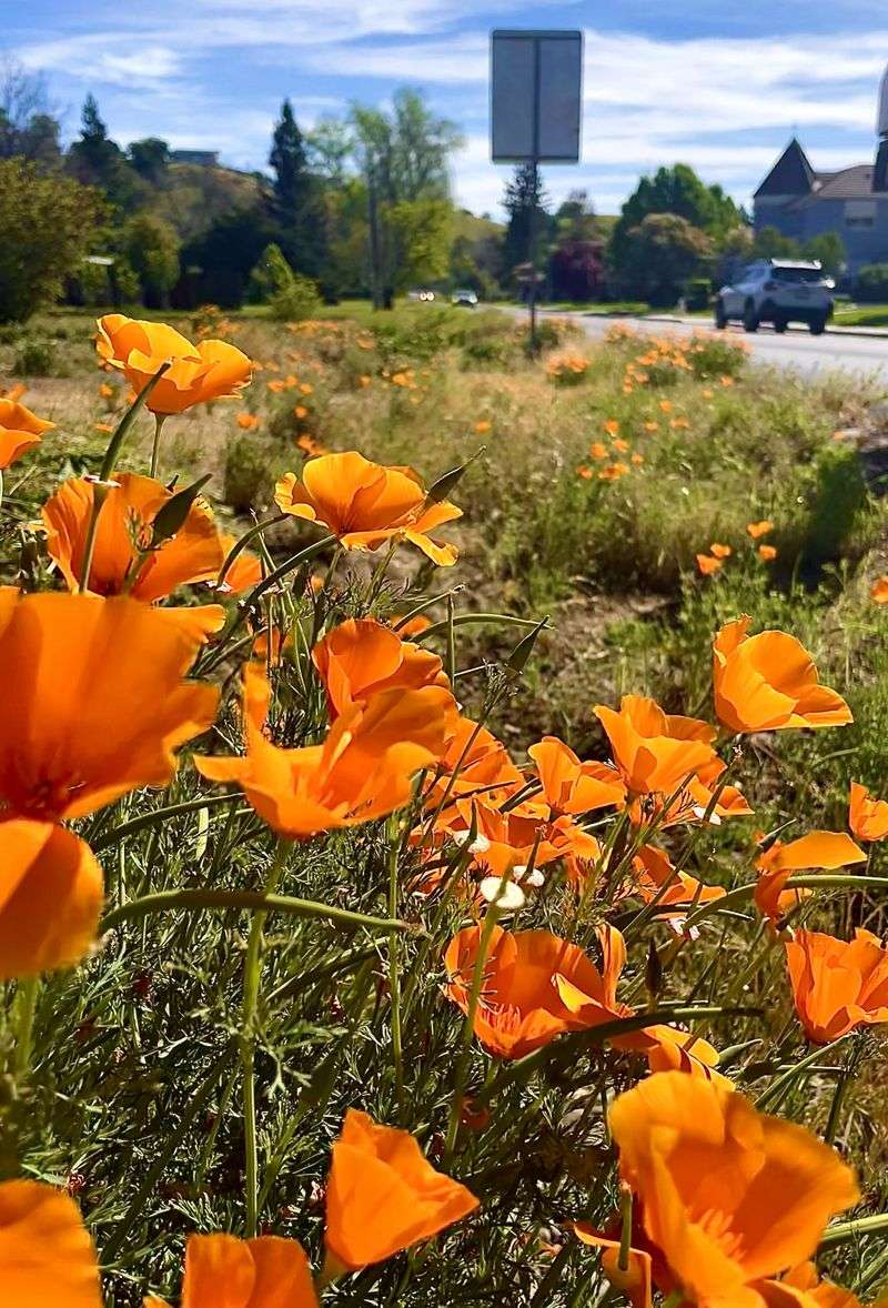 California Poppy