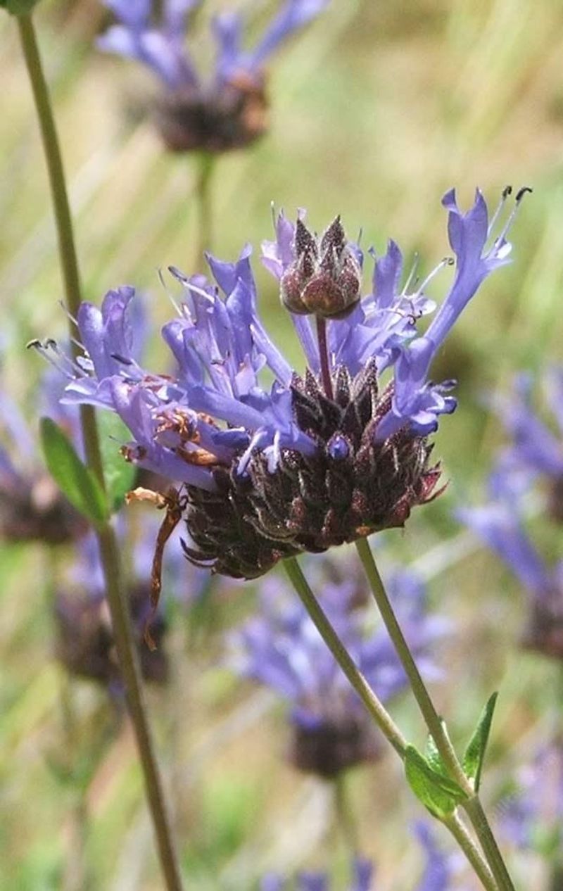 California Salvias Need Species-Level Identification