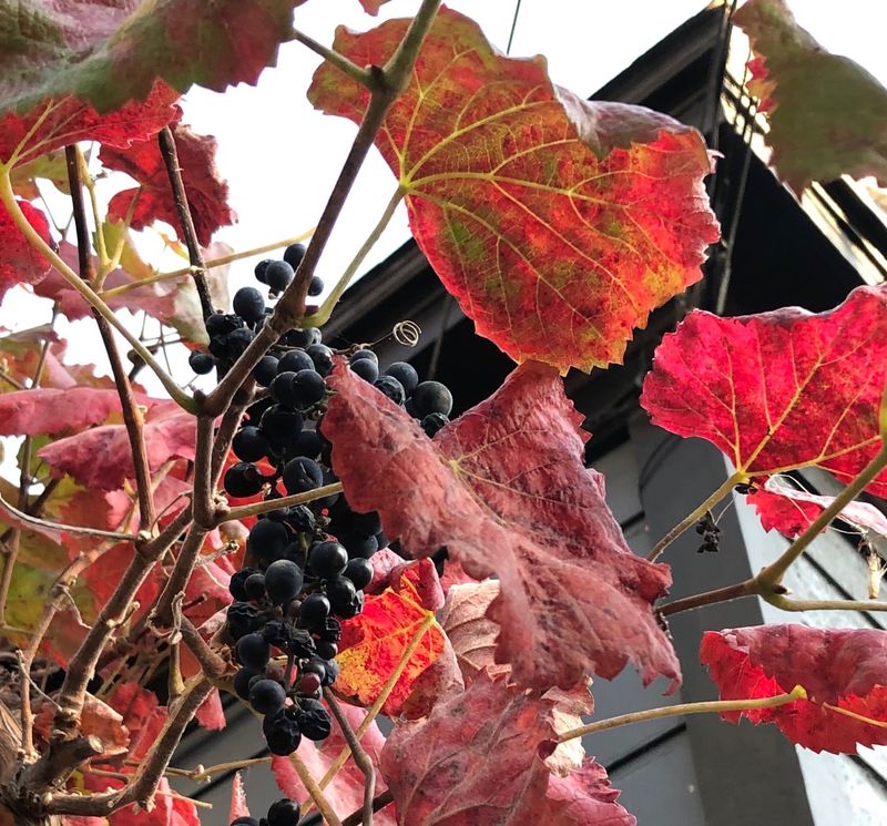 California Wild Grape (Vitis californica 'Roger's Red')
