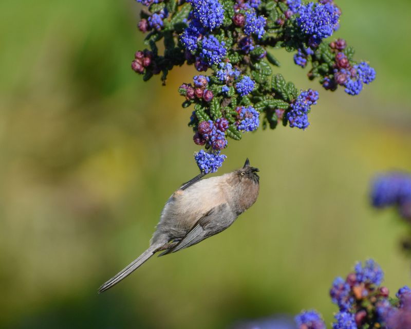 California Wild Lilac (Ceanothus)