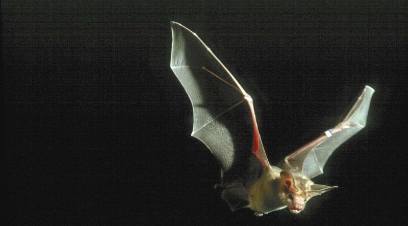 California bats are native insect predators worth supporting
