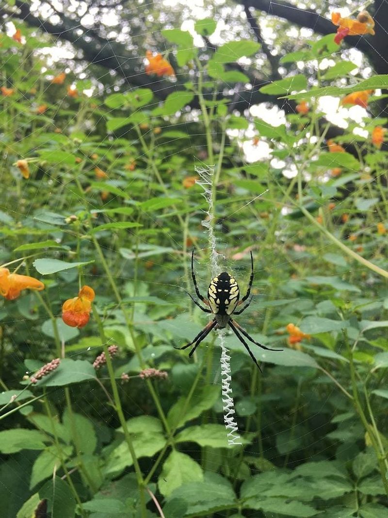 California gardens hold many helpful spider groups