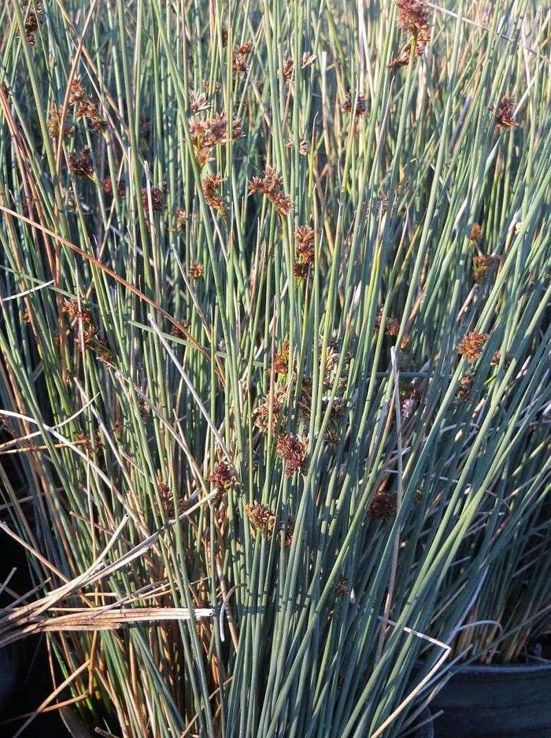 California gray rush suits some moist sites—but it is not a magic mosquito shield
