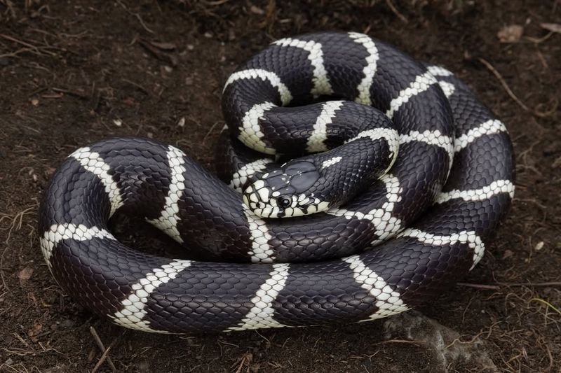 California kingsnakes are native predators, not yard security California kingsnakes are native predators, not yard security