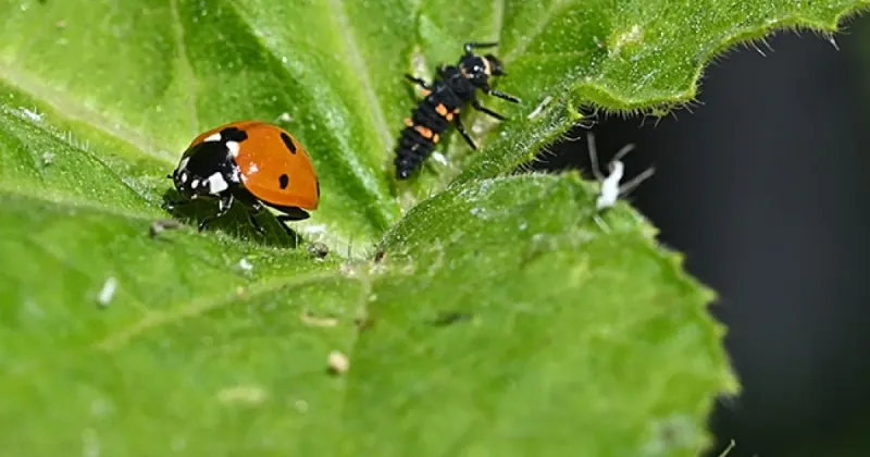 California lady beetles have different diets and life stages