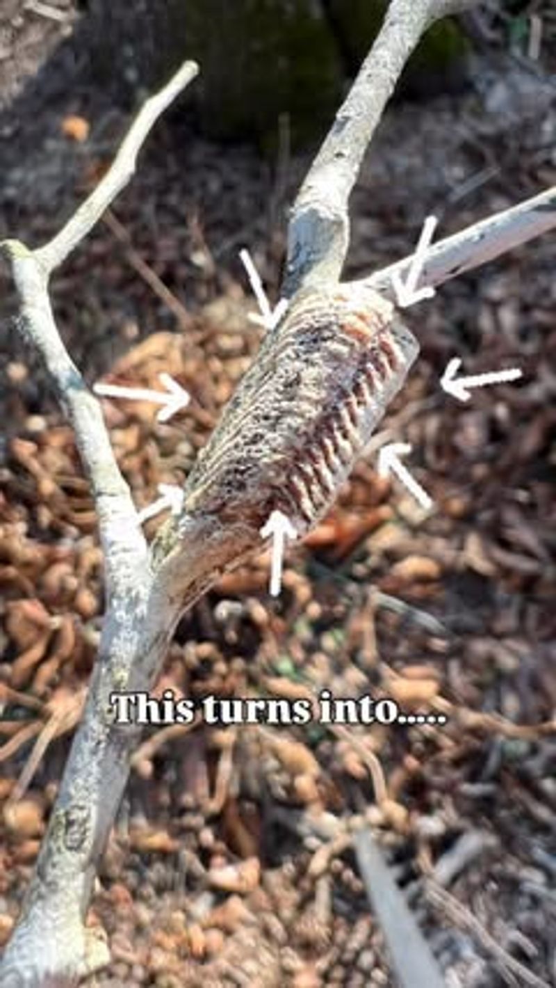 California mantises follow a seasonal life cycle California mantises follow a seasonal life cycle