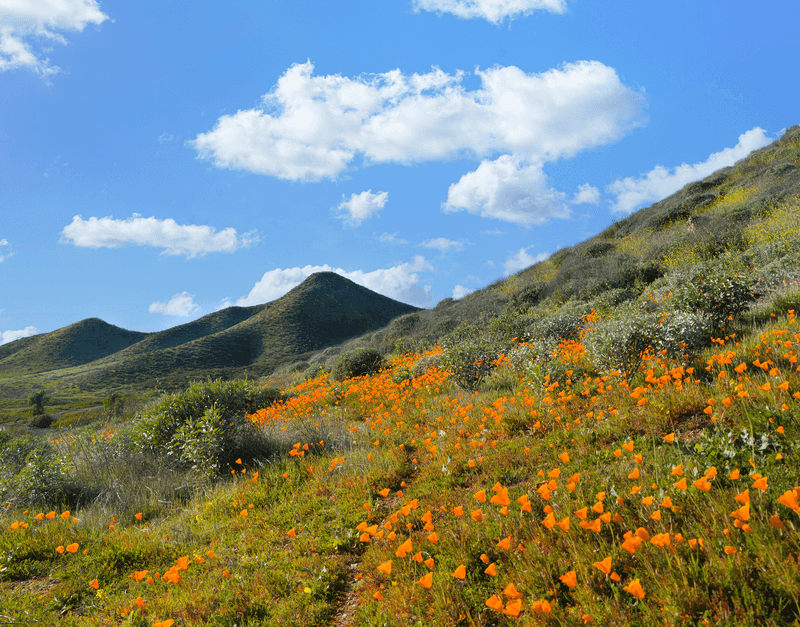 California restricts decollate-snail release and warns about natural areas