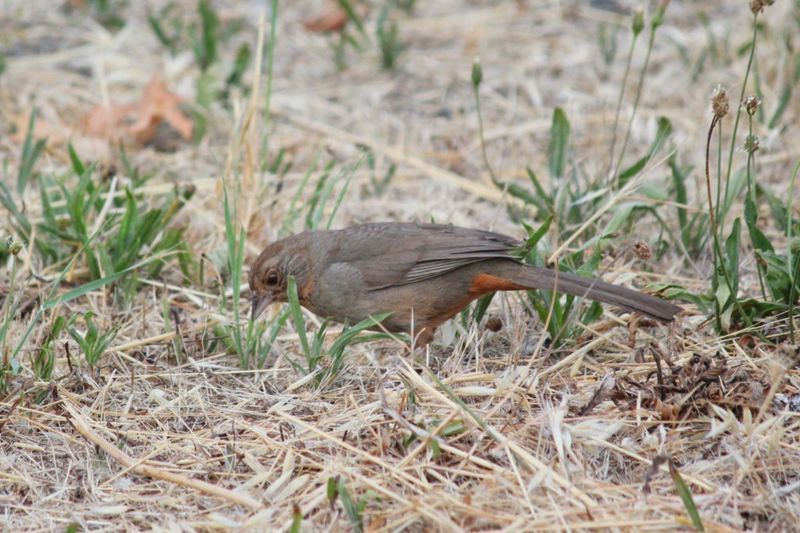 California towhees may help, but they will not solve a slug problem California towhees may help, but they will not solve a slug problem