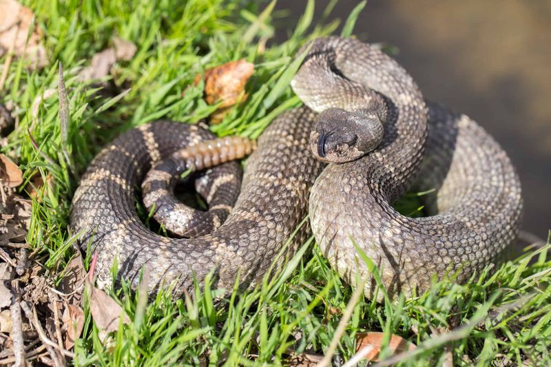 California’s most widespread rattlesnake is the western rattlesnake