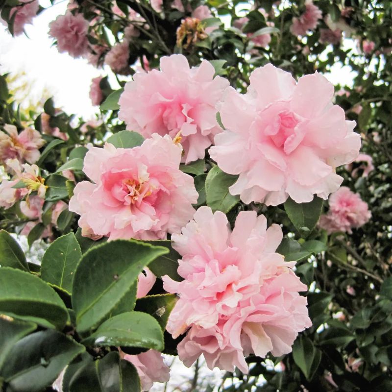 Camellia