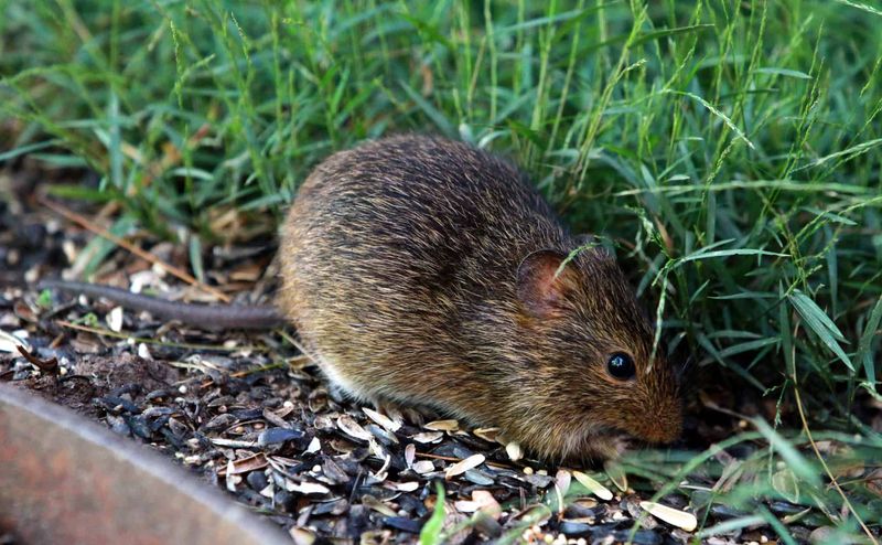 Can Any Native Texas Plant Reliably Keep Rats Away?