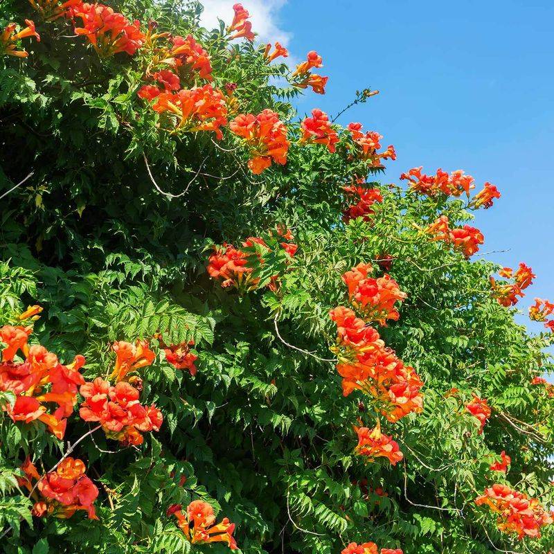Cape Honeysuckle (Tecoma capensis)