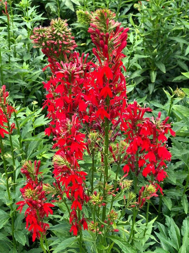 Cardinal Flower (Lobelia cardinalis)
