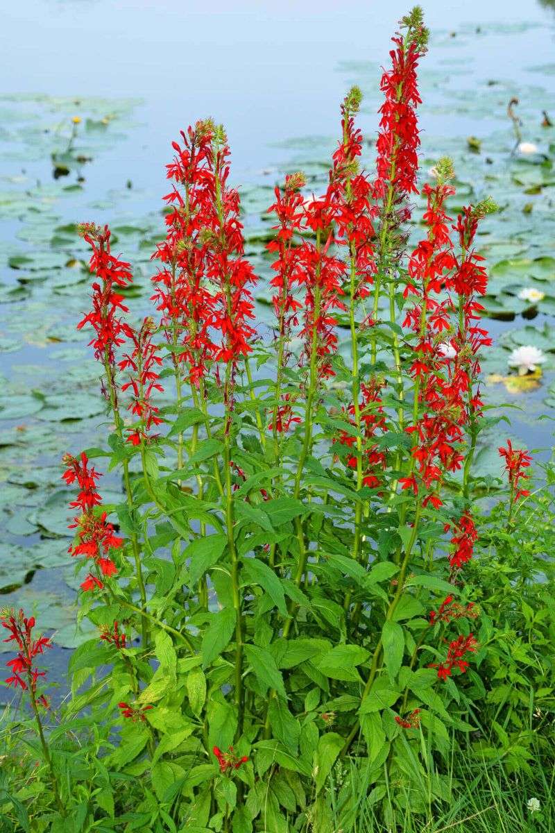 Cardinal Flower (Lobelia cardinalis)