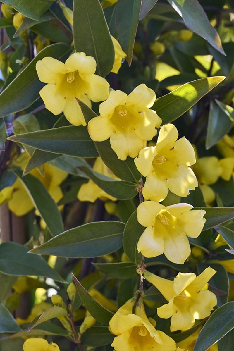 Carolina Jessamine Carolina Jessamine