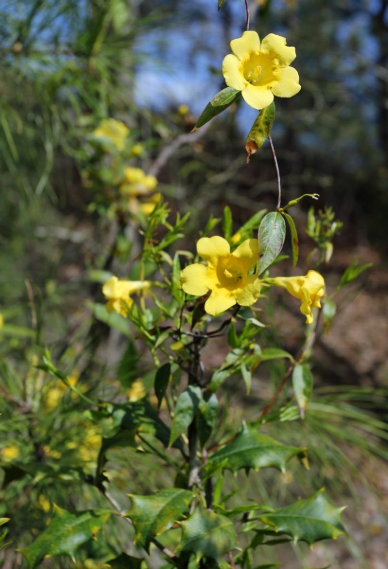 Carolina Jessamine