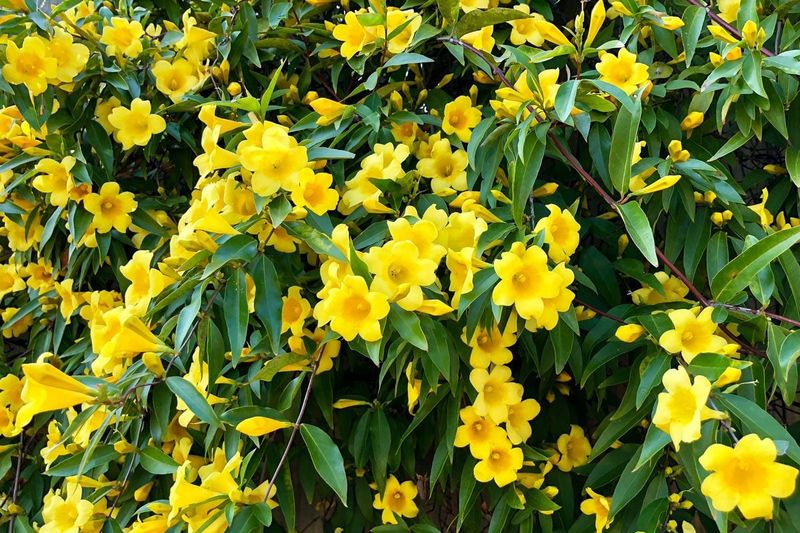 Carolina Jessamine Carolina Jessamine