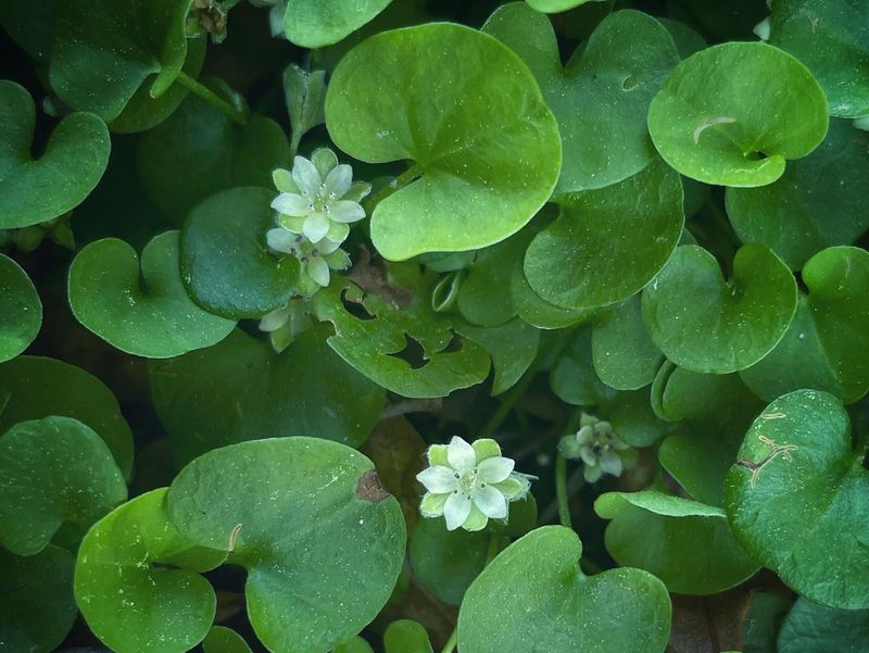 Carolina Ponysfoot