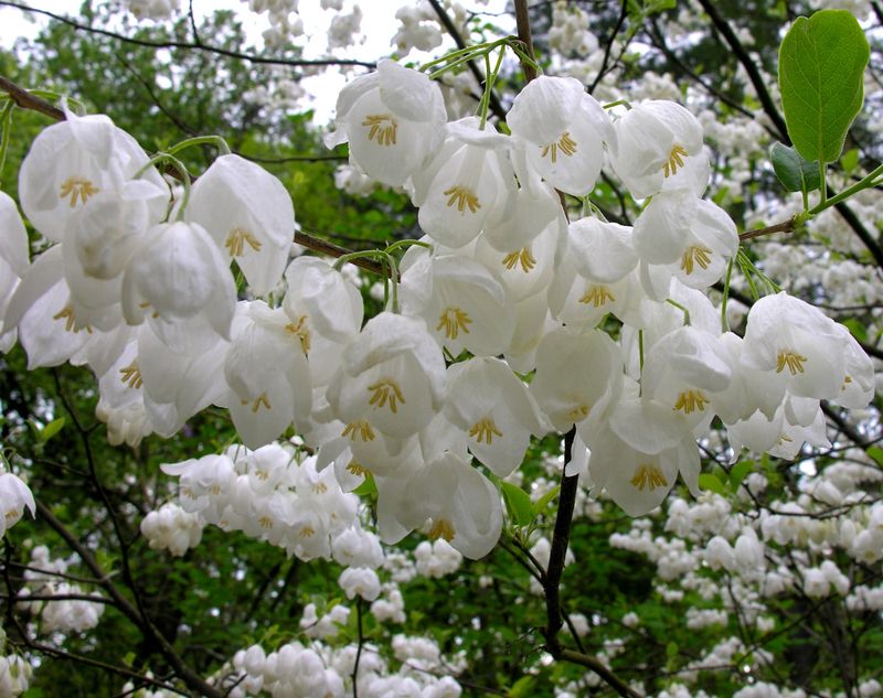 Carolina Silverbell (Halesia carolina) Carolina Silverbell (Halesia carolina)