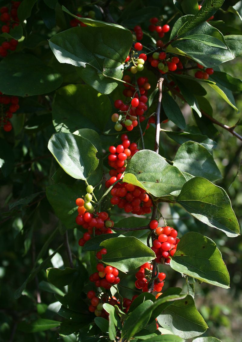 Carolina Snailseed Offers Seasonal Fence Coverage