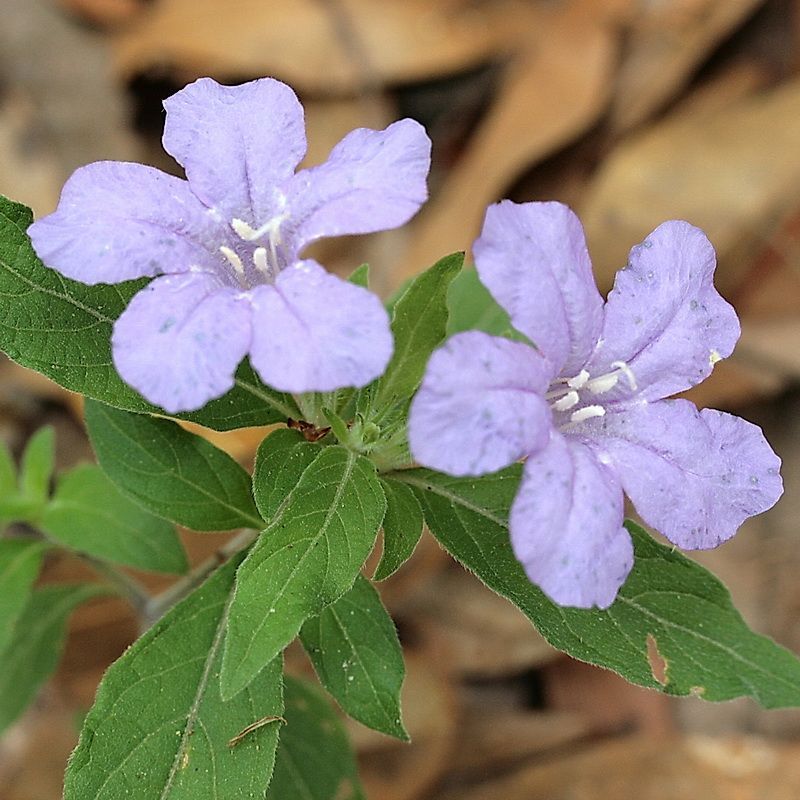 Carolina Wild Petunia