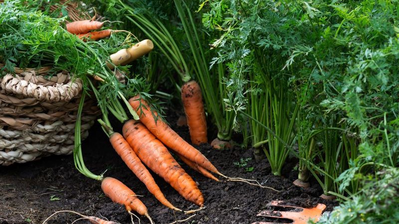Carrots