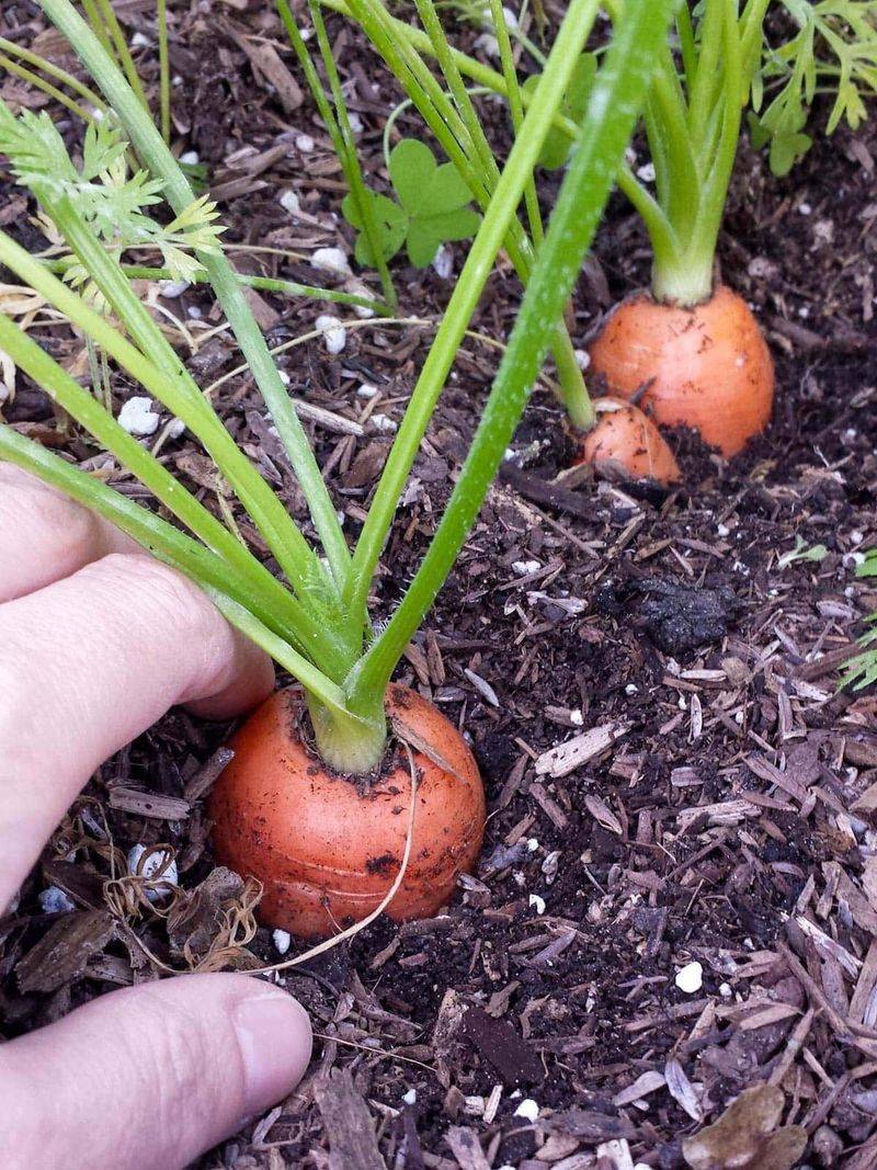 Carrots