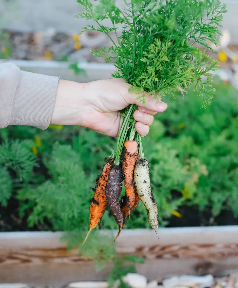 Carrots (Thrive)