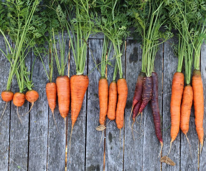 Carrots
