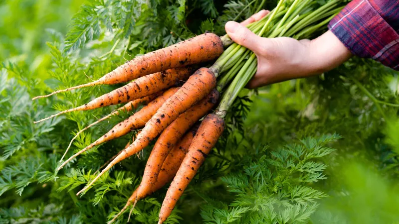 Carrots