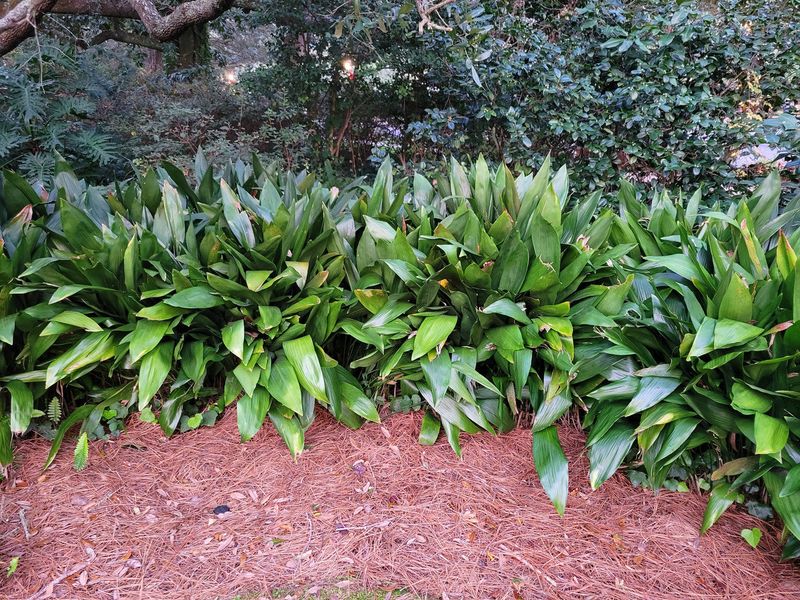 Cast Iron Plant (Aspidistra elatior) Cast Iron Plant (Aspidistra elatior)