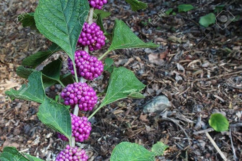 Castor bean replaced with beautyberry
