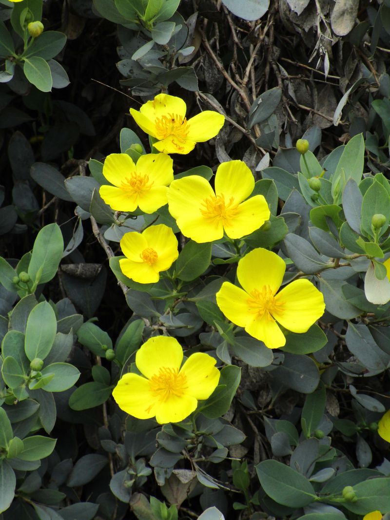 Catalina Ironwood's Cousin: Island Bush Poppy (Dendromecon harfordii)