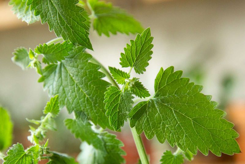 Catnip Is Behind the Claim, but the Headline Needs a Correction