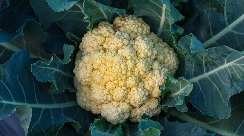 Cauliflower