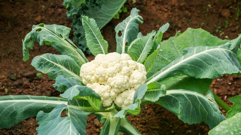 Cauliflower
