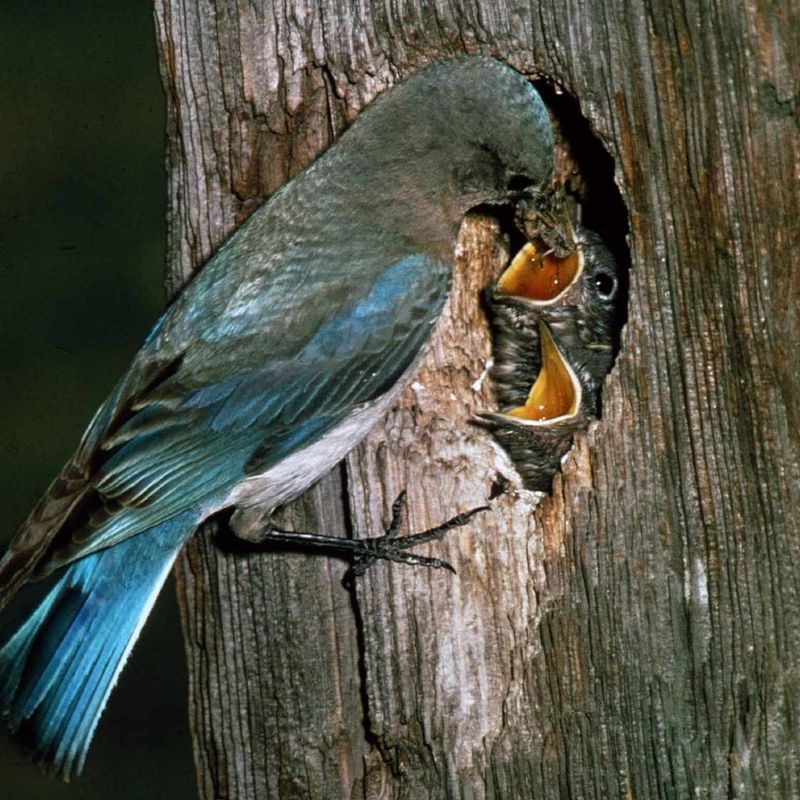 Cavity loss can shrink local nesting options