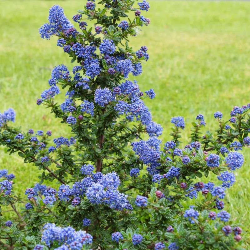 Ceanothus (California Lilac)
