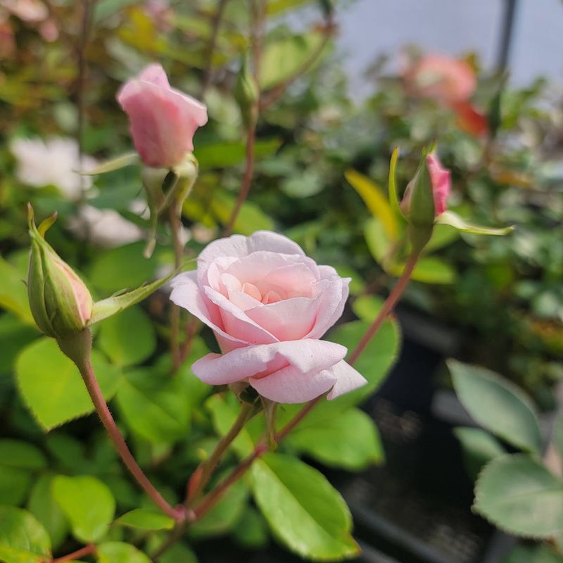 Cecile Brunner (The Sweetheart Rose)