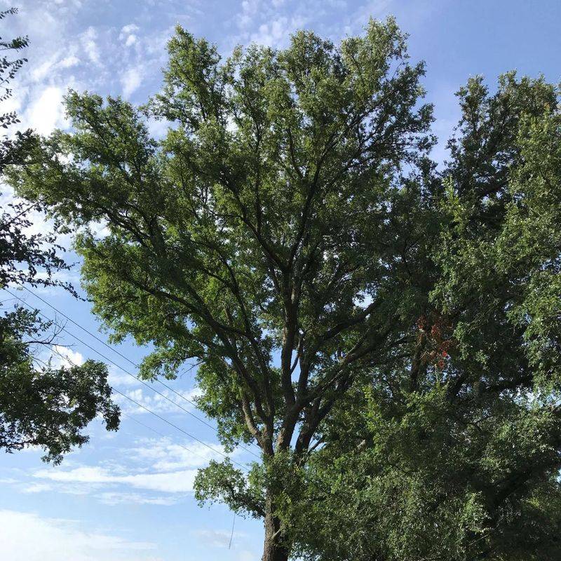 Cedar elm is a strong option for many Texas yards