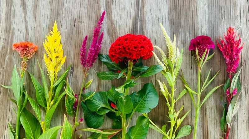 Celosia (Cockscomb)