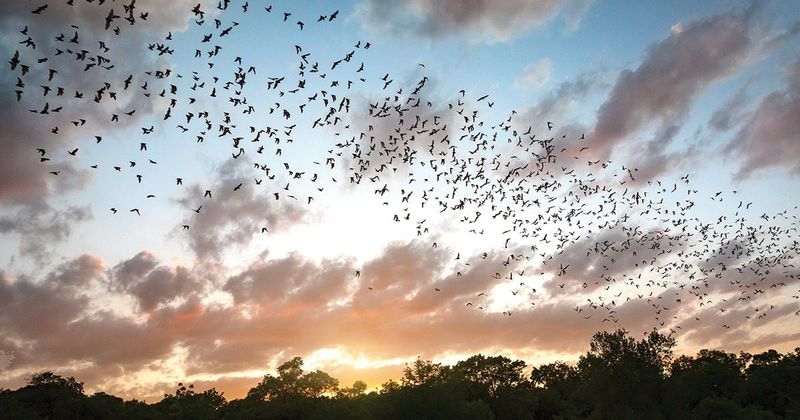 Central Texas bat diets do not support the mosquito-free promise Central Texas bat diets do not support the mosquito-free promise