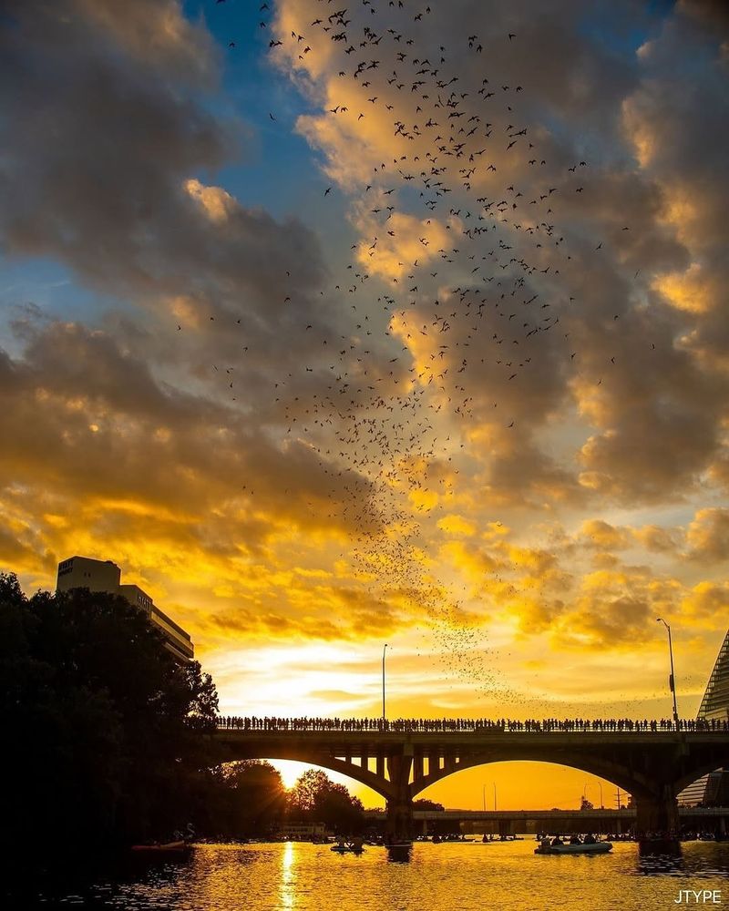 Central Texas bats offer seasonal wildlife value—not a mosquito guarantee Central Texas bats offer seasonal wildlife value—not a mosquito guarantee