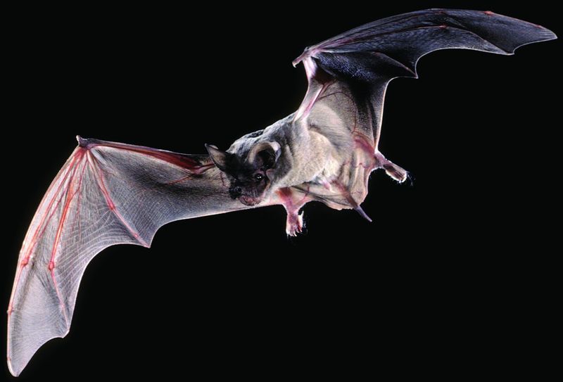 Central Texas bats usually hunt a broader insect menu Central Texas bats usually hunt a broader insect menu